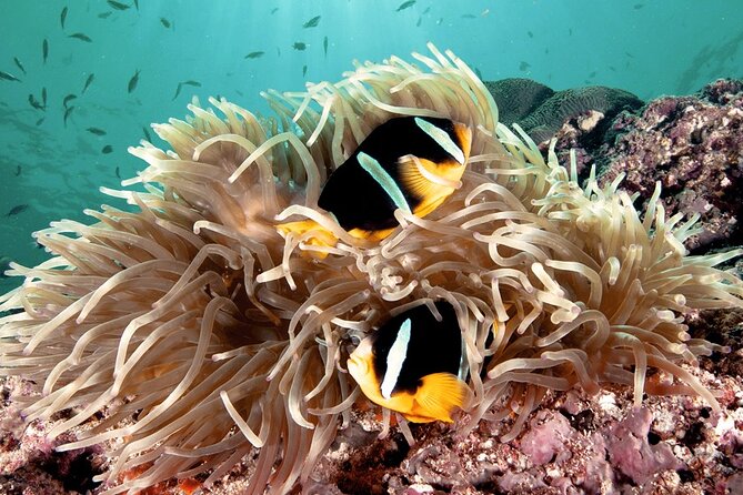 2 Hours Private Scuba Diving Activity in Qantab Beach - Meeting Point and Duration