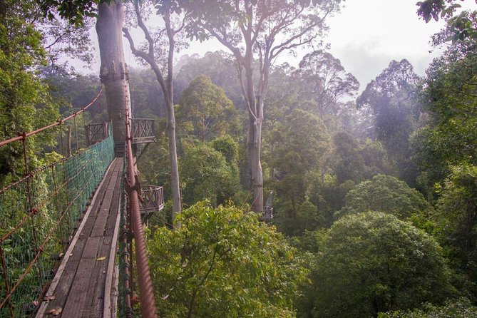 2-Night Danum Valley Borneo Rainforest Lodge Hiking and Wildlife Adventure - Accommodations Details