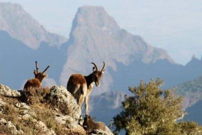2 Nights 3 Days Trek to Semien Mountain - Inclusions and Exclusions