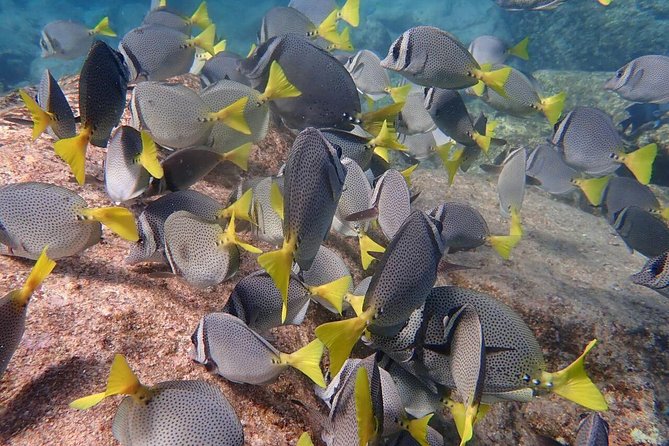 2 Tank Combo Cabo Reserve & Corridor, Certified Divers With MANTA - Meeting and End Point Details