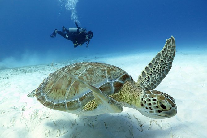 2-Tank Morning or Afternoon Dives in Playa Del Carmen Certified Divers Only - Inclusion and Pricing