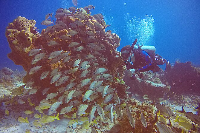 2 Tanks Scuba Diving in Punta Cancun Reefs for Certified Divers - Inclusions