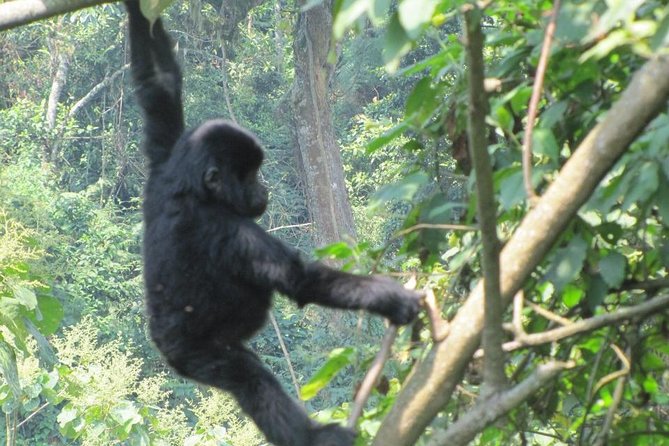 3-Day Gorilla Trekking Budget Safari in Uganda - Gorilla Trekking Experience
