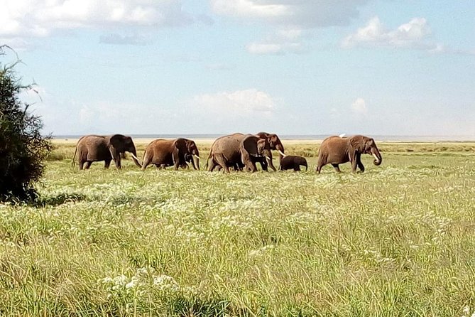 3 Day Maasai Mara & Migration Safari - Luxury Tent Accommodations