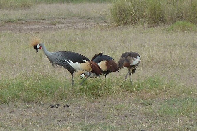 3 Day Maasai Mara Shared Safari - Tour Inclusions