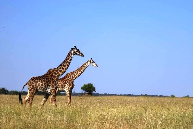 3-Day Masai Mara Group Joining Safari Adventure - Pricing and Inclusions