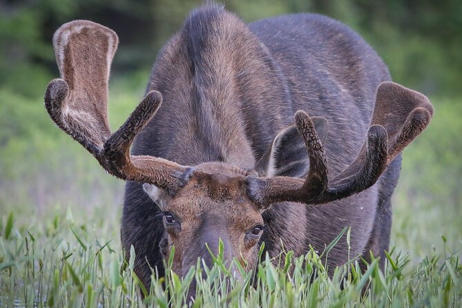 3 Day Moose Viewing Safari With Camping - Meeting and Pickup