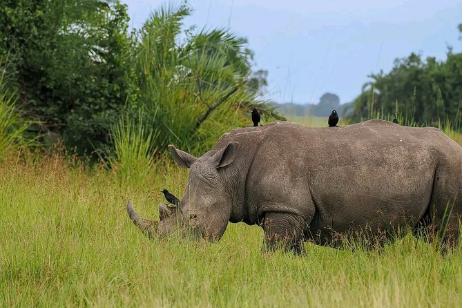 3 Day Murchison Falls BIG 5 and Wildlife Viewing Safari - Wildlife Viewing Experience