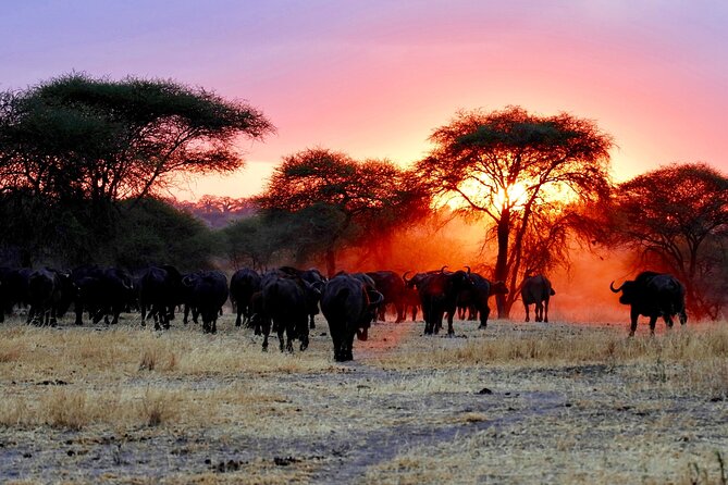 3-Day Ngorongoro Crater Manyara and Tarangire Safari From Arusha - Daily Itinerary