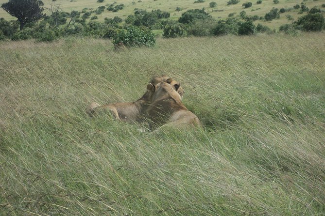 3-Day Safari Trip to Masai Mara National Reserve From Nairobi - Pickup and Meeting Details
