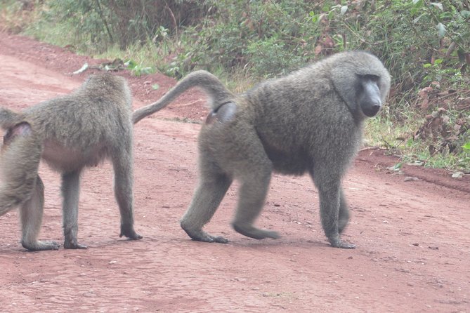 3 Days Amzing Safari in Tarangire and Nngorongoro - Highlights of Tarangire