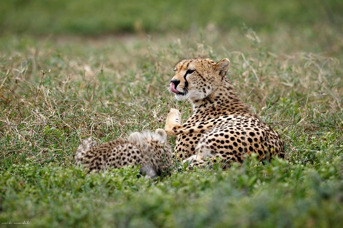 3 Days Luxury Lodge Safari in Tanzania - Exclusive Private Tour Experience