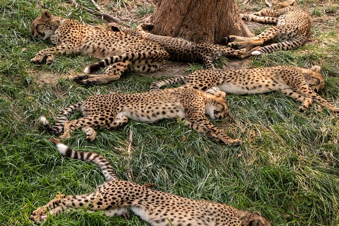 3 Days Maasai Mara Migration Safari - Highlights of the Safari