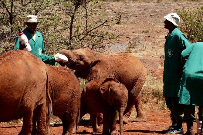 3 Days Maasai Mara Wildebeest Migration Safari - Inclusions and Amenities