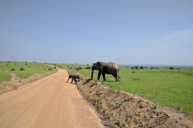 3 Days Murchison Falls Park Uganda - Murchison Falls Boat Safari