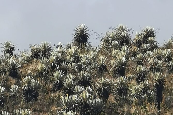 3 Days- Private Tour Chingaza-Guatavita Savannah Expedition - Traversing the Savannah Landscape