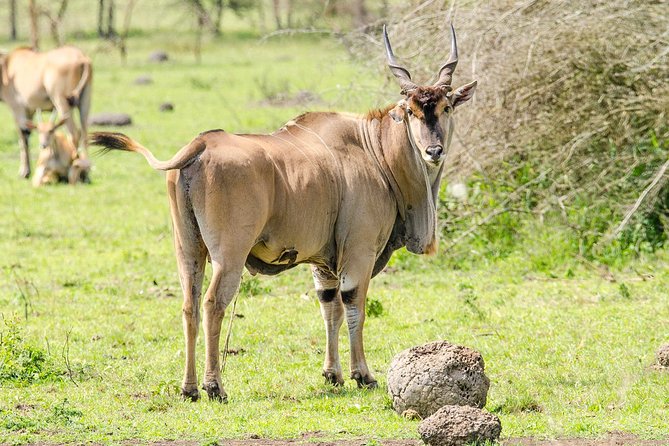 3-Days Safari to Murchison Falls National Park With Rhino Sanctuary Hike - Exploring Murchison Falls National Park