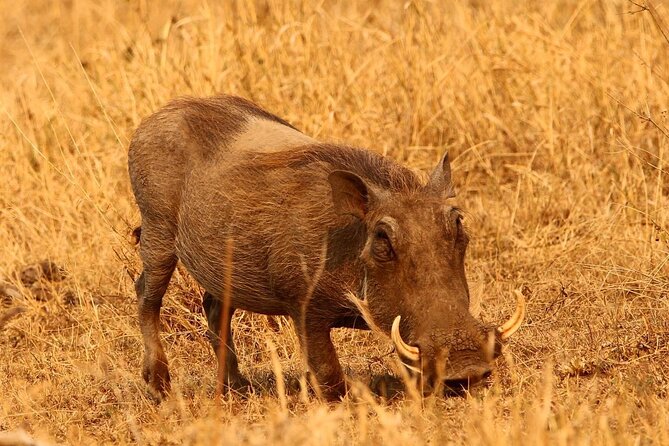 3 Days Safaris Mid-Range Serengeti Tanzania - Inclusions and Amenities