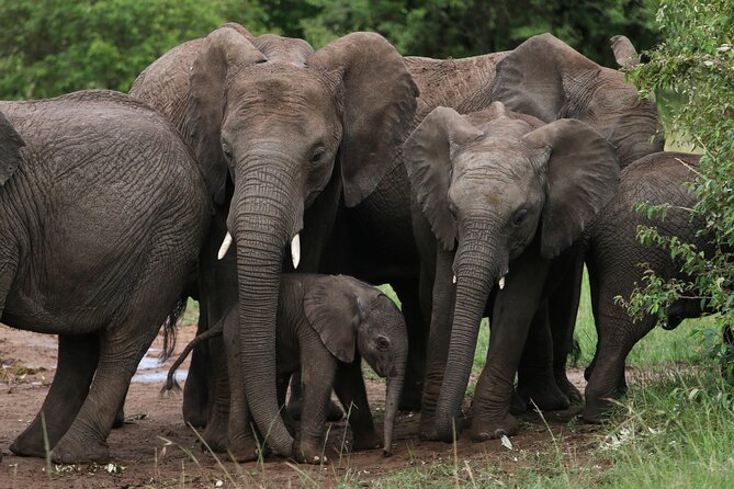 3 Days Tour Masai Mara Safari From Nairobi - Daily Safari Game Drives