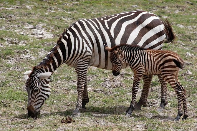 3 Days Tsavo East & Amboseli (2 Nights) - Pickup and Transportation