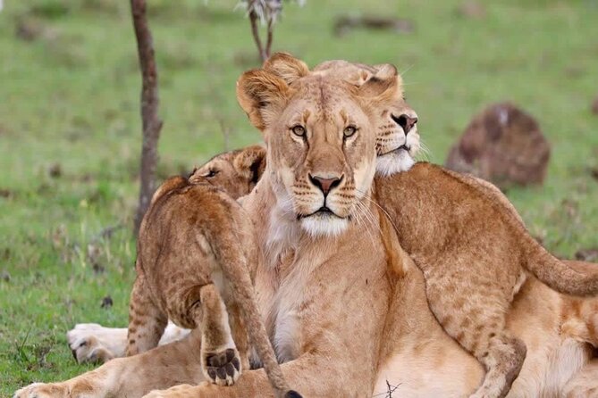 3 Days Tsavo East & West Safari From Diani Beach Mombasa - Meal Inclusions