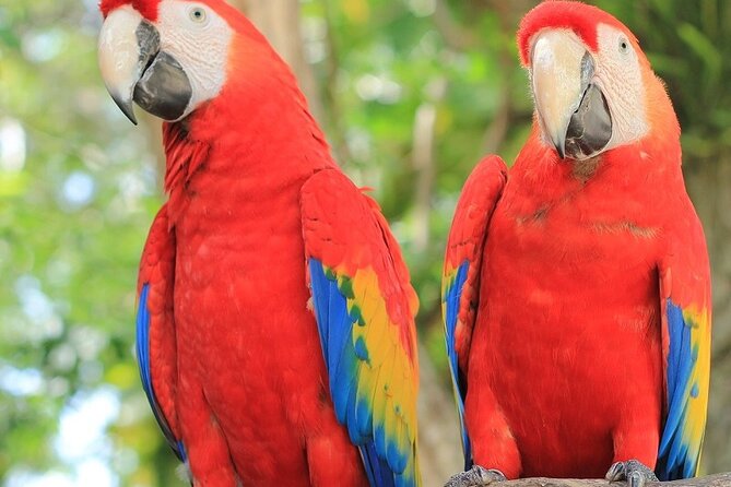 3-Hours Private Tour in Roatan With Pick up - Discover the Animal Park