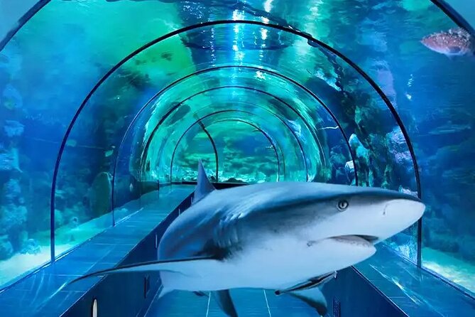 3 in 1 Fun With Viaport Theme Park With Aquarium and Lion Park - Encountering the Lion Park