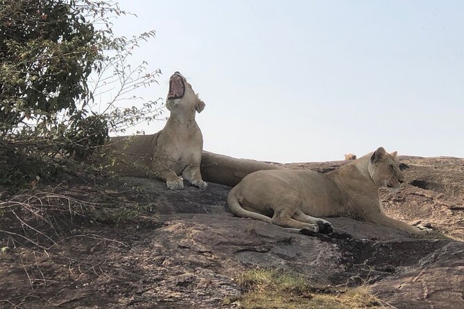3days/2nights Group Joining Masai Mara - Itinerary Highlights
