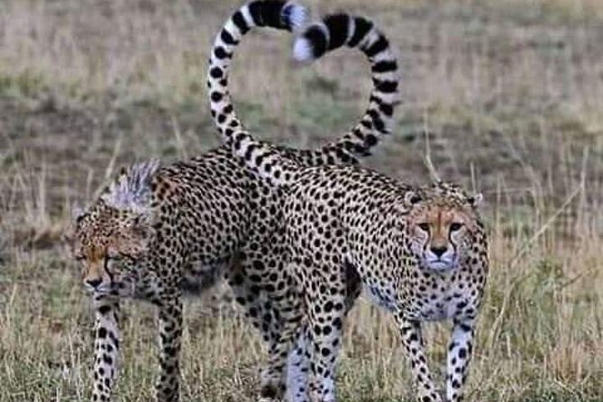 3days Masai Mara Best of Lodge Safari - Inclusions