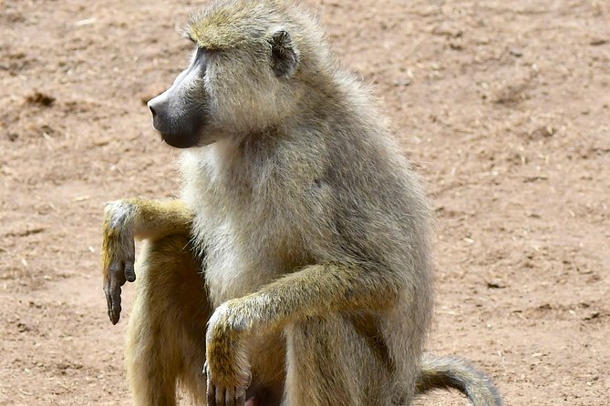 3days Masai Mara Private Safari With a 4x4 Land Cruiser Jeep - Pickup and Transportation
