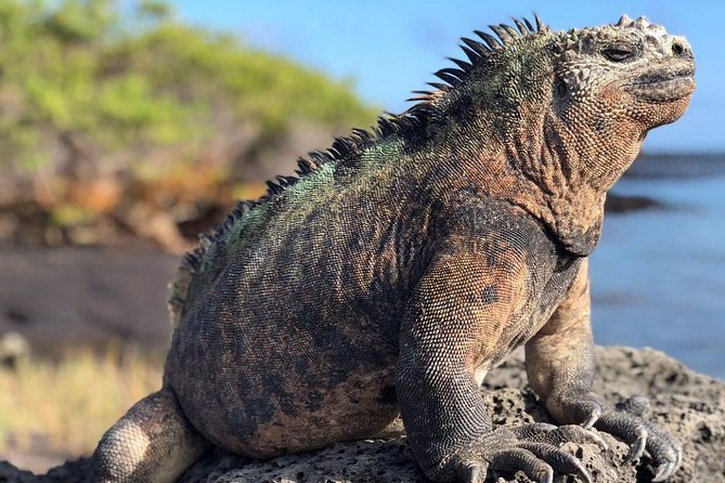 4-Day Galapagos Island Hopping Tour in Santa Cruz - Included in the Tour