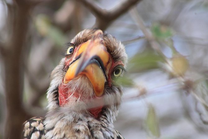 4 Day Kruger National Park Tour - Dining and Amenities