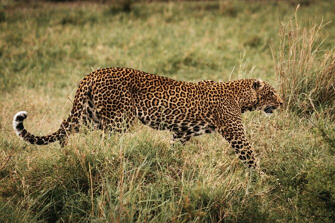 4-Day Maasai Mara and Lake Nakuru Safari From Nairobi - Immersive Camping Experience in the Wilderness
