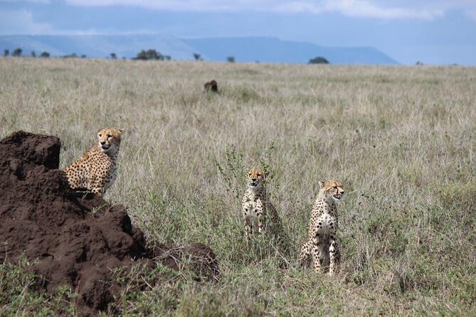 4-Day Safari From Arusha: Tarangire, Serengeti and Ngorongoro - Inclusions and Exclusions