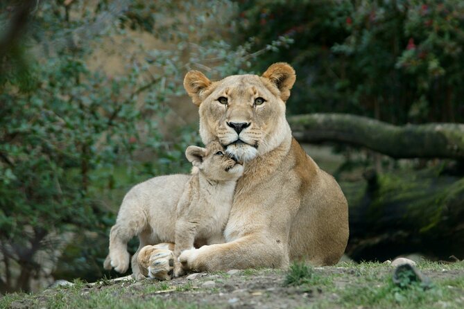 4 Day Safari- Tarangire,Ngorongoro and Serengeti - Meeting and Pickup