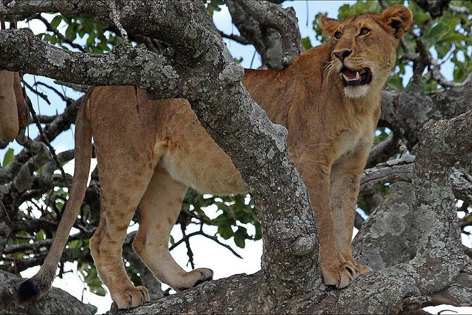 4-Day Tanzania Camping Safari to Lake Manyara, Serengeti, and Ngorongoro Crater - Explore Wildlife Destinations