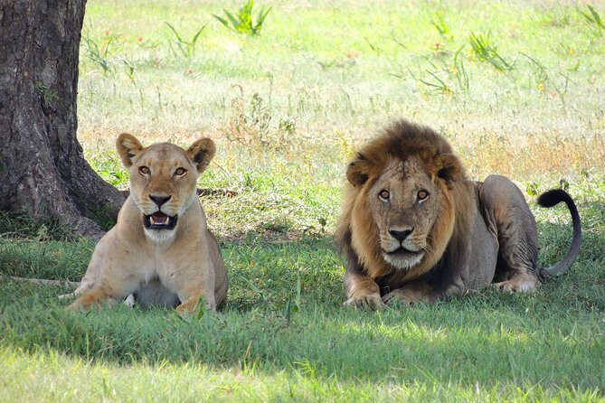 4-Day Tour in Lake Nakuru, Lake Naivash, Masai Mara From Nairobi - Accommodation and Meals