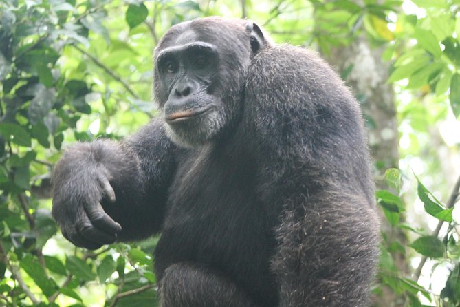 4-Day Uganda Gorilla Trekking and Wildlife Safari - Inclusions and Pickup