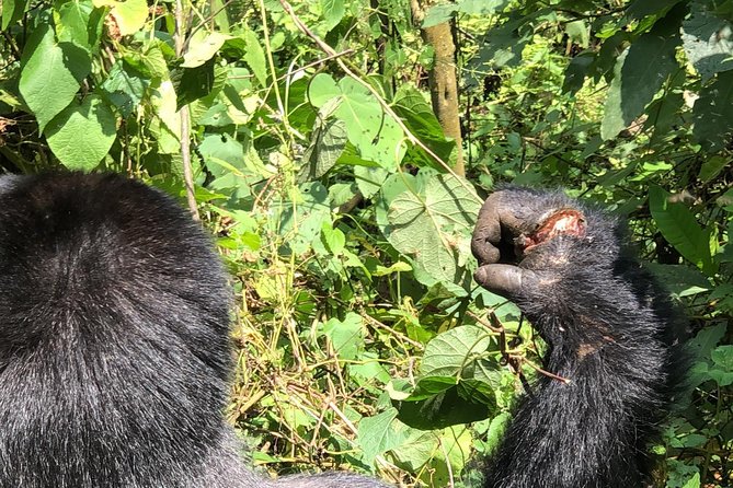 4 Day Uganda Gorilla Trekking Safari With Lake Bunyonyi - Gorilla Trekking Experience