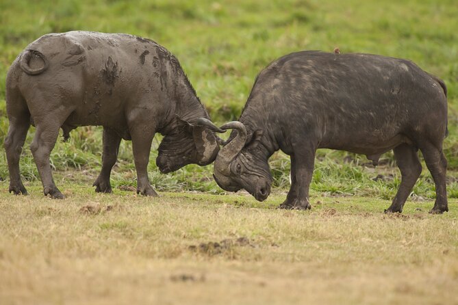 4 Days 3 Nights Safari- Tarangire, Serengeti and Ngorongoro Crater - Serengeti National Park