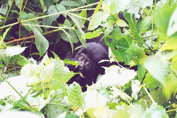 4 Days Gorilla and Chimps Trek Safari - Bwindi Impenetrable National Park