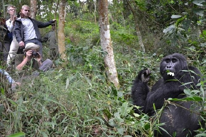 4 Days Gorilla Experience Uganda - Explore Bwindi Forest National Park