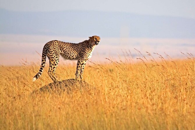 4 Days Group Joining Camping Tanzania Safari - Serengeti National Park Exploration