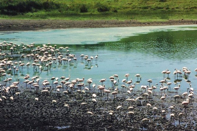 4 Days Joined Group Safari Serengeti,Ngorongoro and Tarangire National Parks - Wildlife Experiences
