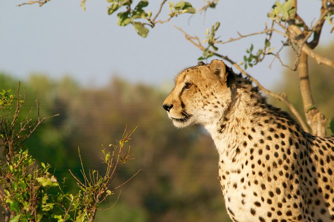 4 Days Kruger Park Big 5 Safari and Awesome Panorama Route - Discover the Breathtaking Panorama Route