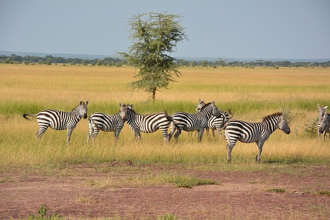 4 Days - Lake Manyara, Serengeti and Ngorongoro Crater - Itinerary Overview
