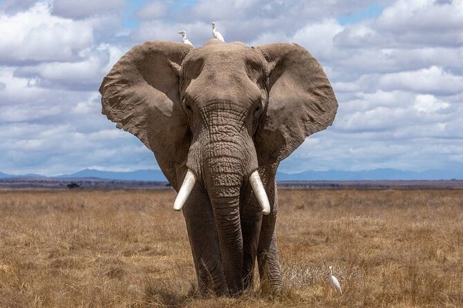 4 Days Lodges Serengeti, Ngorongoro Crater & Visiting Maasai - Maasai Village Experience
