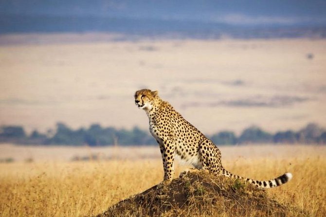 4 Days Masai Mara & Lake Nakuru Lodge Safari - Luxury Accommodations