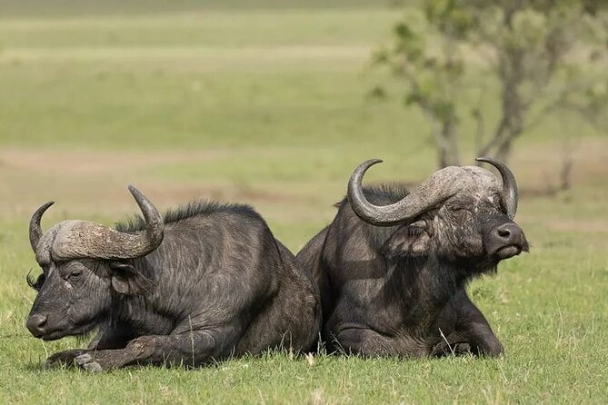 4 Days Mid Luxury Safari, Lake Nakuru and Masai Mara. - Highlights of Lake Nakuru