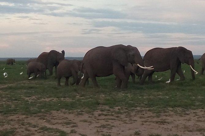 4 Days Safari to Amboseli N/P, Tsavo East N/P. - Detailed Itinerary